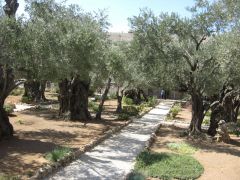 Иерусалим, Гефсиманский сад, именно здесь Иуда поцеловал Христа, тем самым предал его