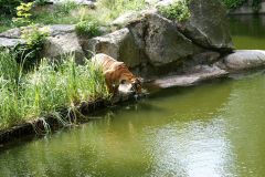 Тигр на водопое. Берлинский зоопарк.