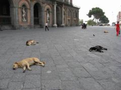 "Валяющиеся собаки" (Неаполь)