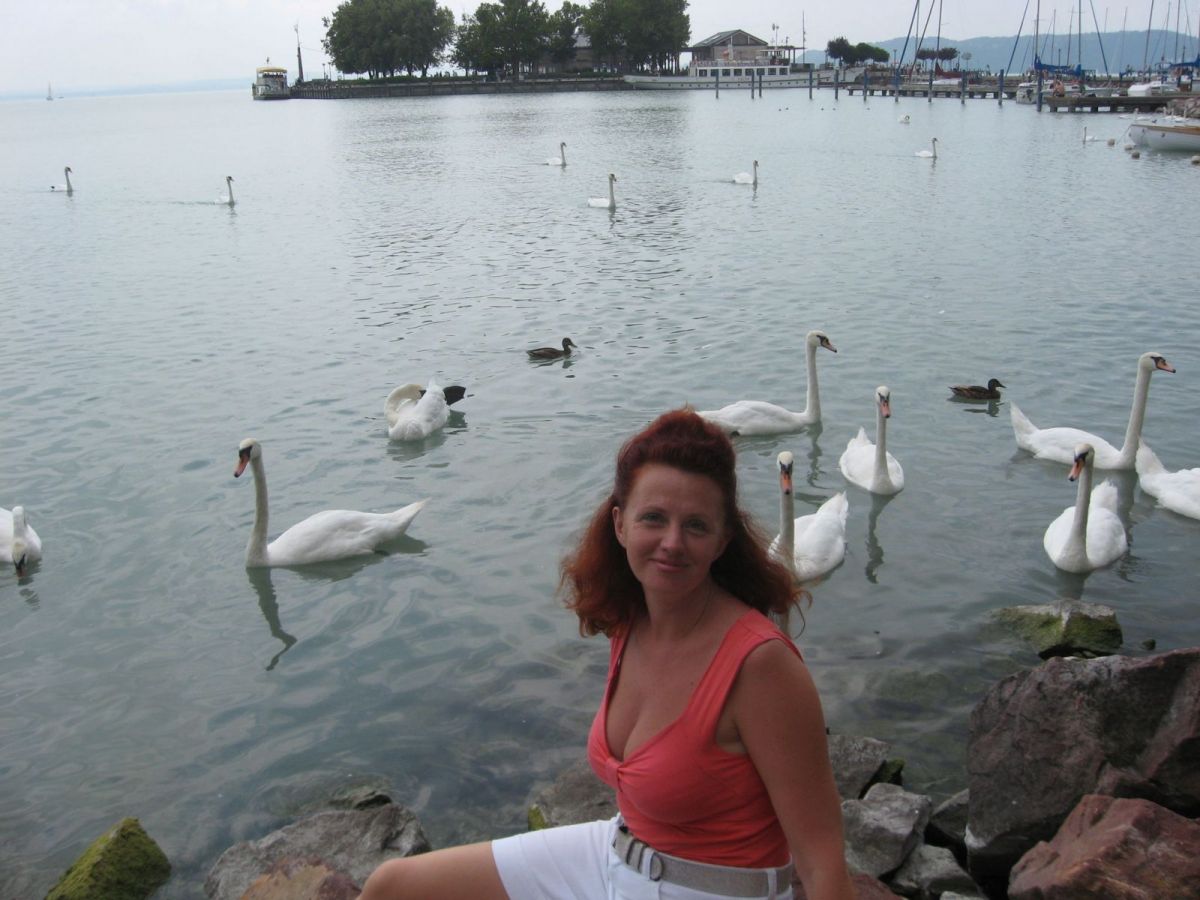Стая белых лебедей на озере Балатон.