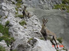 С этой семейкой я встретилась на тропинке горы Пилатус. Альпийский Вояж, авг.2006.