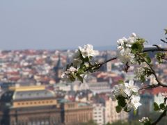 Прага в цвету