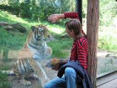 Беседа с тигром