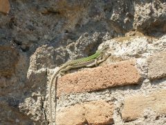 Кроме туристов и собак в Помпеях обитают еще вот такие милые ящерицы :-)