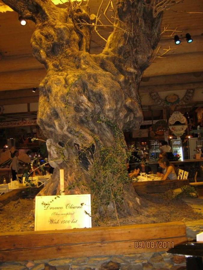 500 летнее дерево, отель Горский, Польша