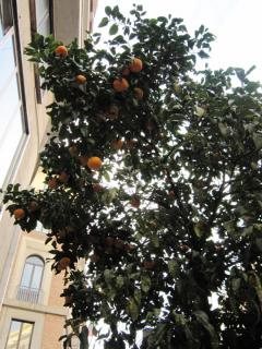 140_Roma_IMG_3160.JPG