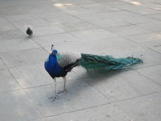 IMG_5225.JPG