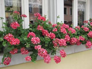 IMG_5030.JPG