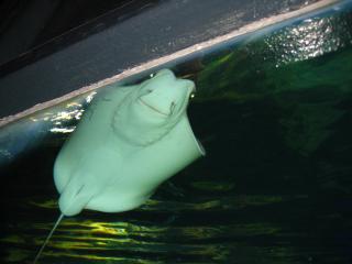 IMG_2921.JPG