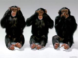 Three-Wise-Monkeys-wild-animals-3311014-1024-768.jpg