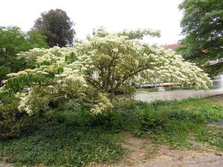 DSCN5035.jpg