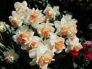 бенилюкс2011 550.jpg
