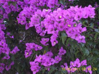 PIC_0252.JPG