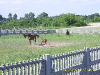 PIC_0012.JPG