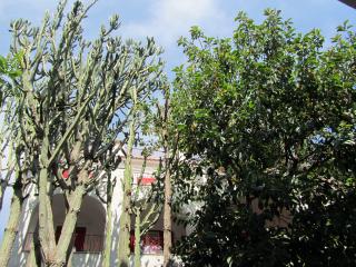 IMG_4595.JPG