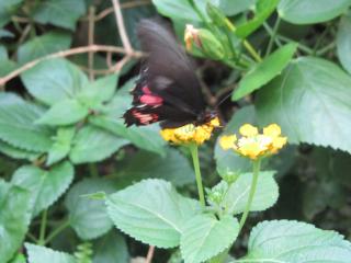 IMG_3271.JPG