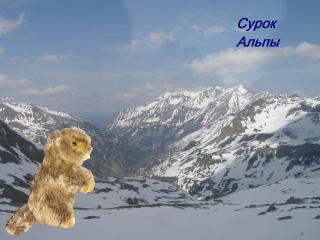 сурок.jpg