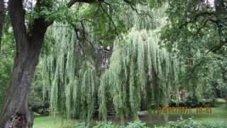 IMG_0087.JPG