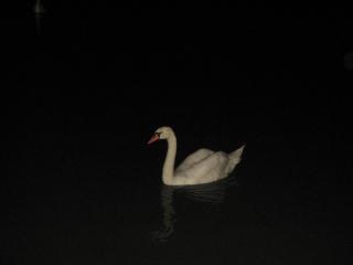 IMG_1071.jpg