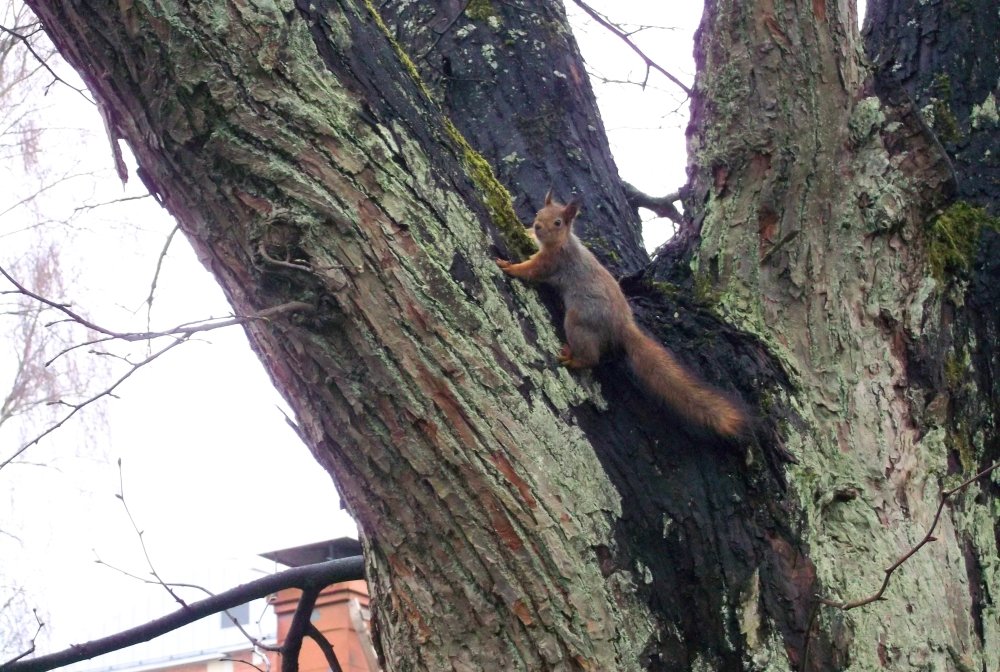 Сады и парки Скандинавии 274_Fotor.jpg