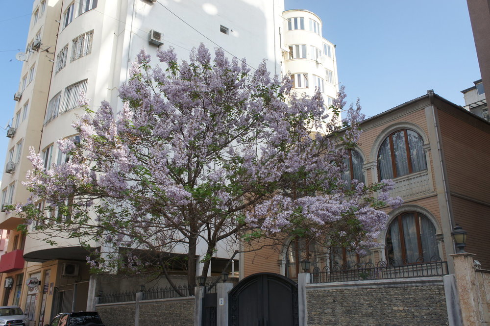 DSC02598 Грузия Тбилиси .JPG