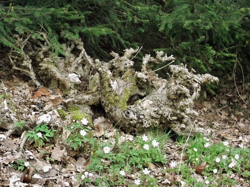 Сады и парки Скандинавии 457_Fotor.jpg