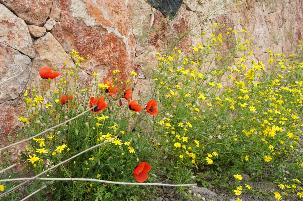 DSC03531  Армения  .JPG