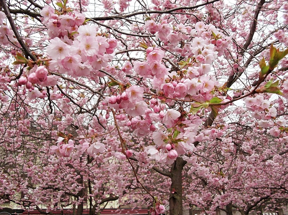 Сады и парки Скандинавии 365_Fotor.jpg