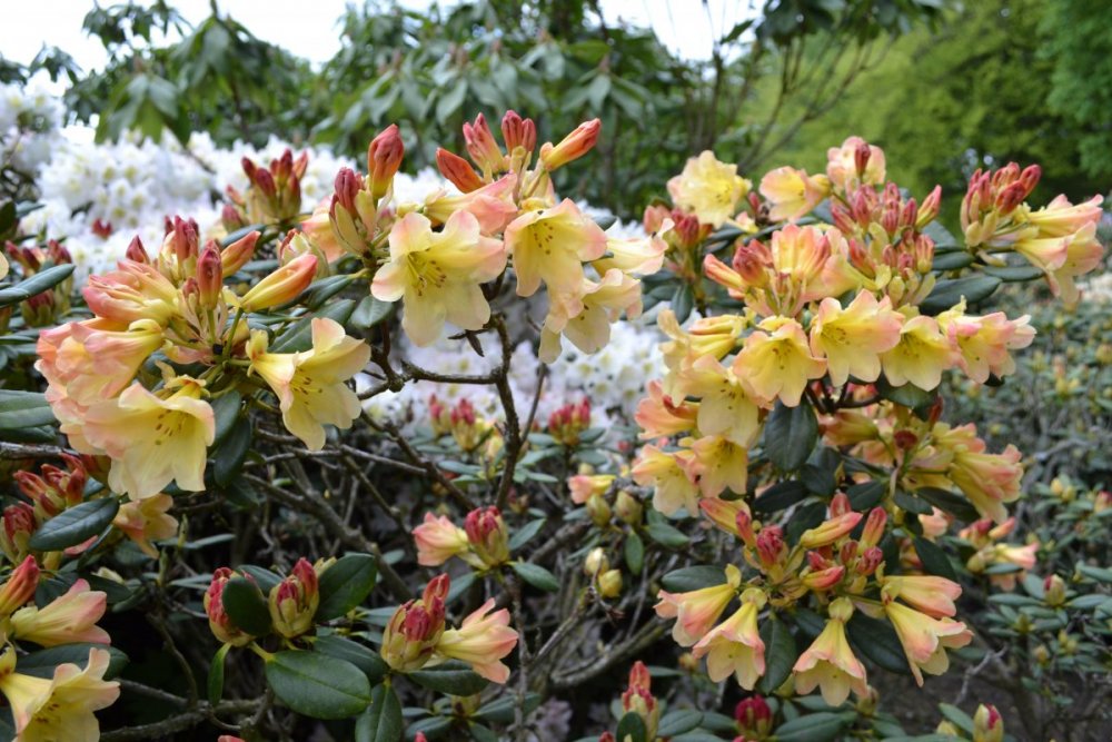 отпуск 2018 2476.JPG