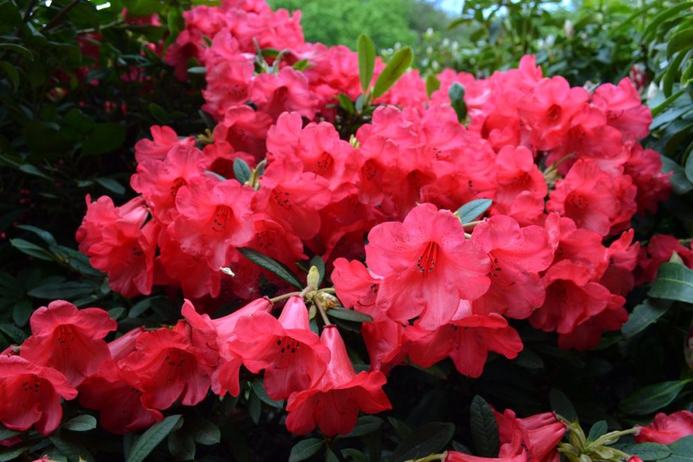 отпуск 2018 2444.JPG