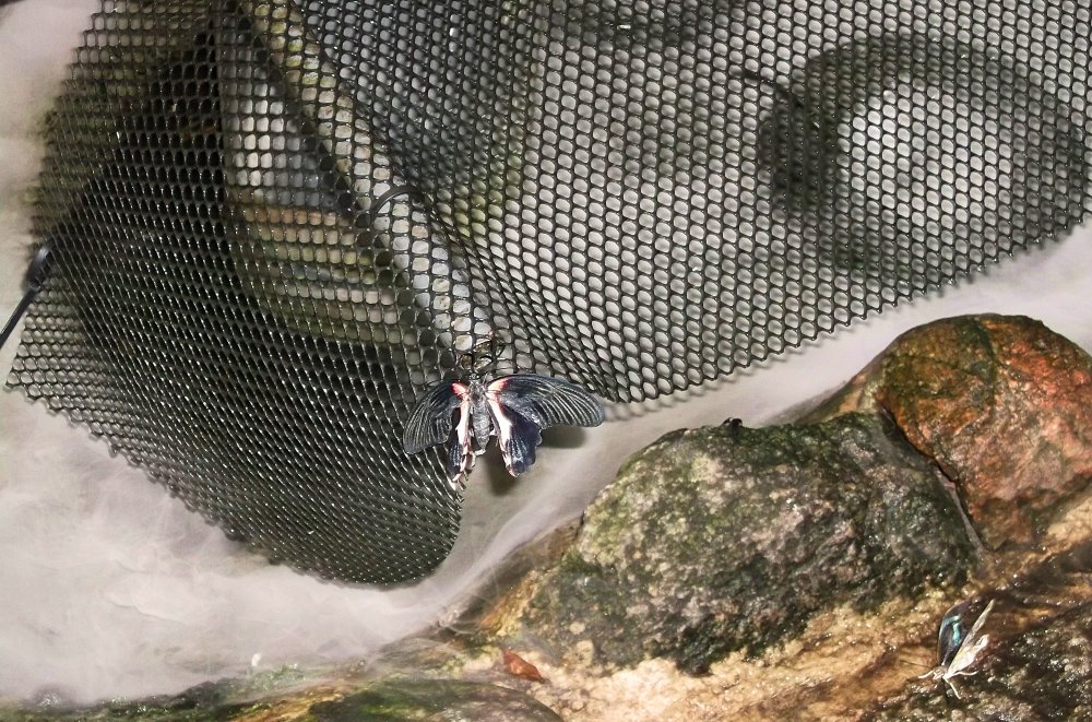 Сады и парки Скандинавии 573_Fotor.jpg