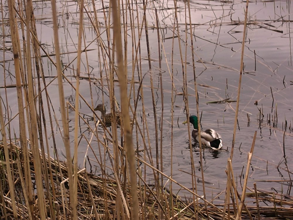 Сады и парки Скандинавии 420_Fotor.jpg