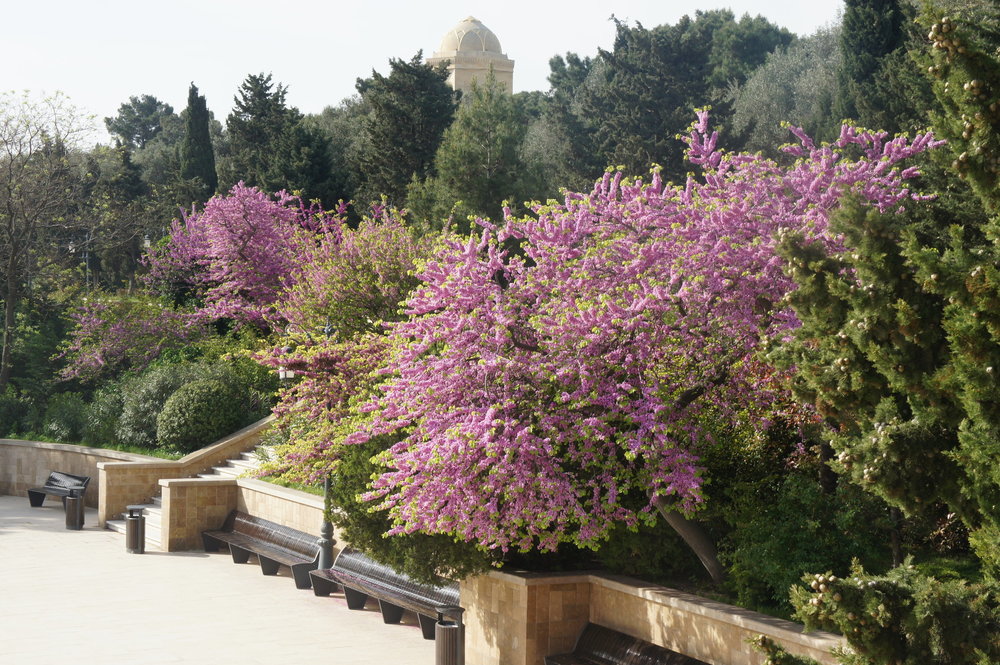 DSC03003  Азербайджан Баку  .JPG