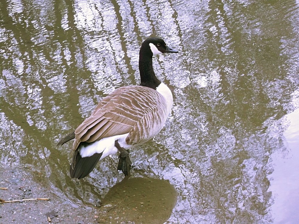 Сады и парки Скандинавии 471_Fotor.jpg