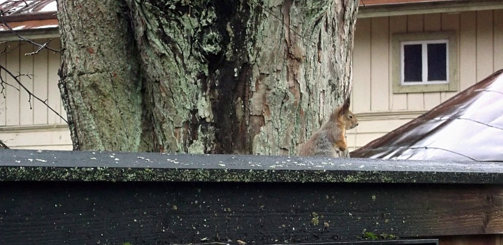 Сады и парки Скандинавии 272_Fotor.jpg