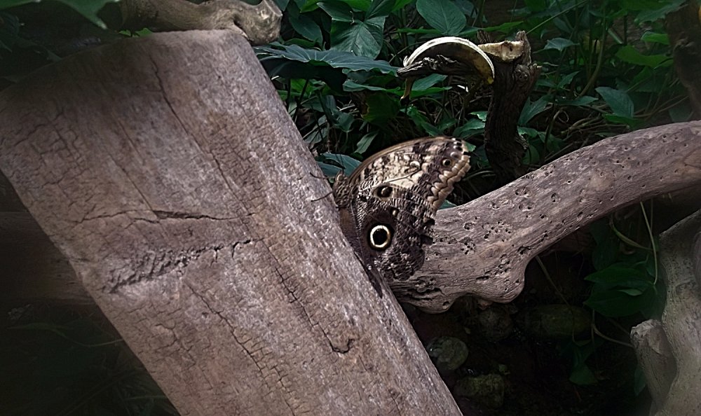 Сады и парки Скандинавии 549_Fotor.jpg