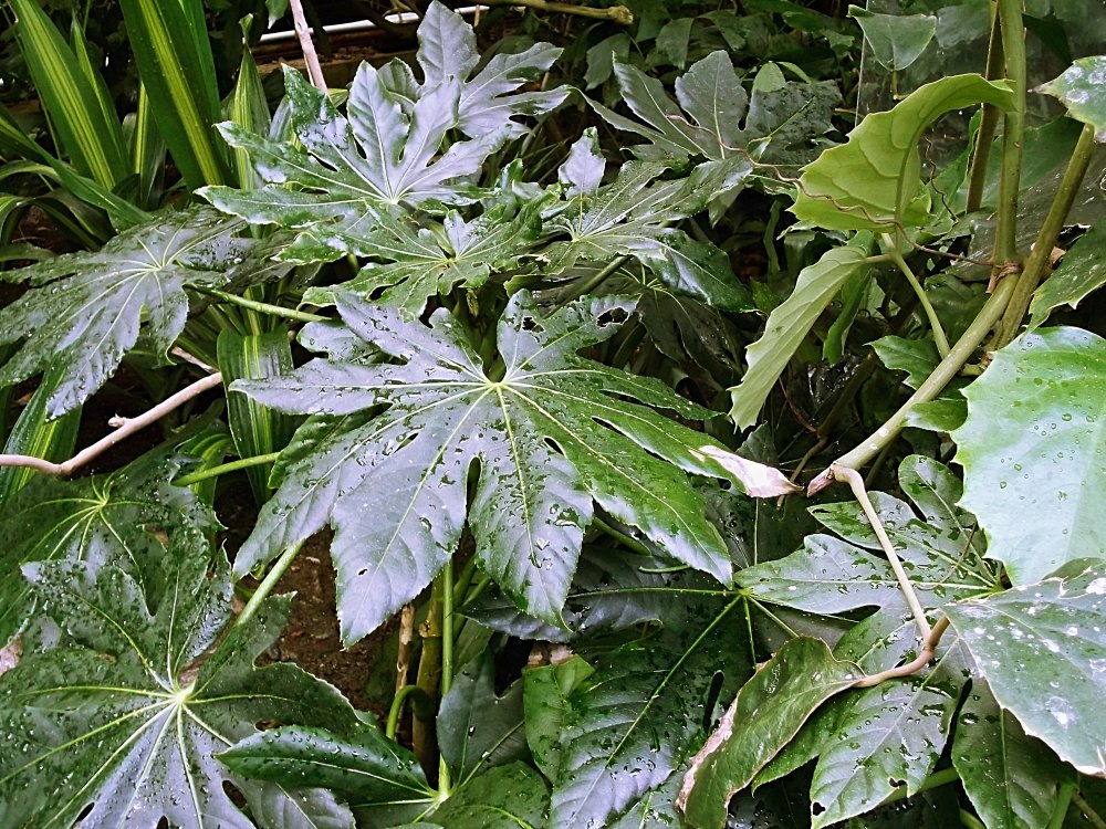 Сады и парки Скандинавии 578_Fotor.jpg