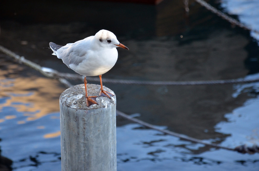 DSC_4036 — копия.JPG