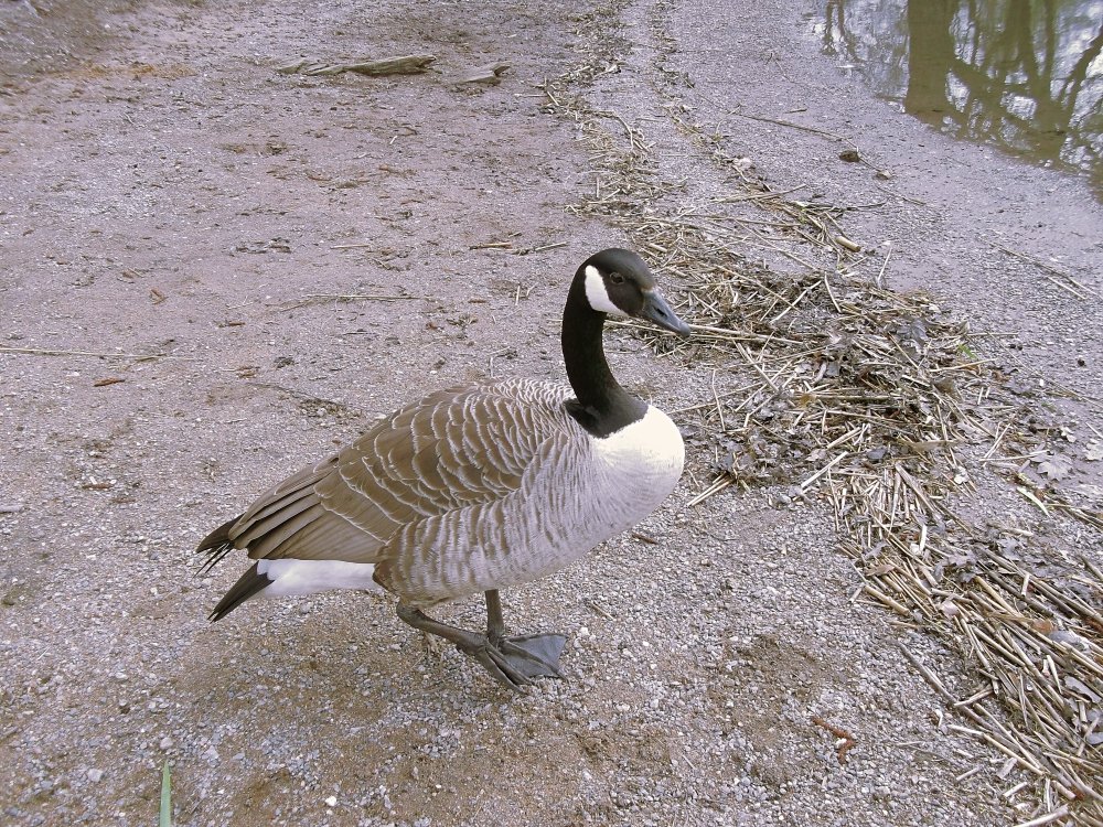 Сады и парки Скандинавии 461_Fotor.jpg