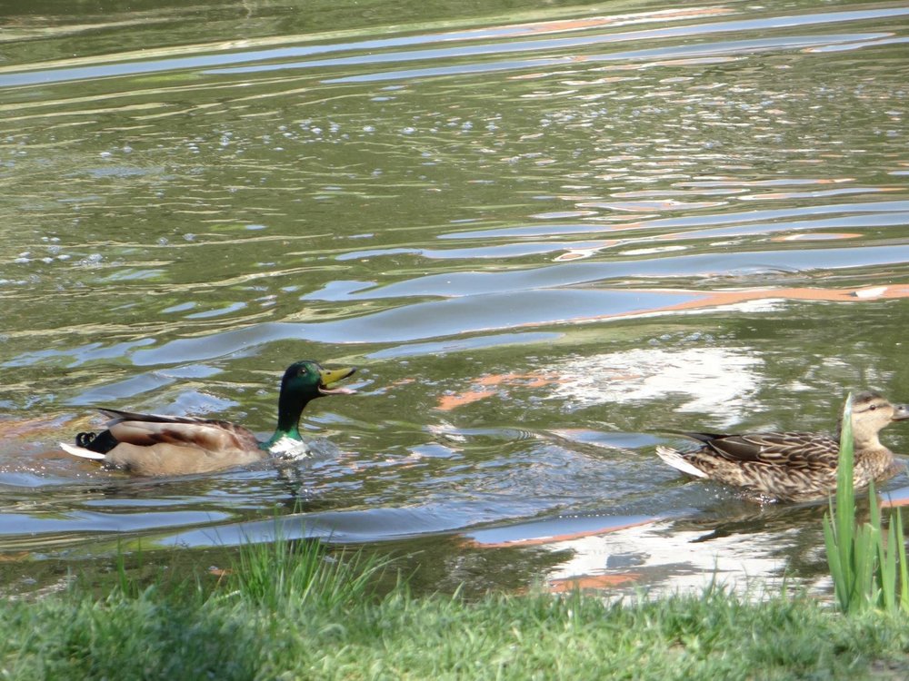 утки пругон.jpg