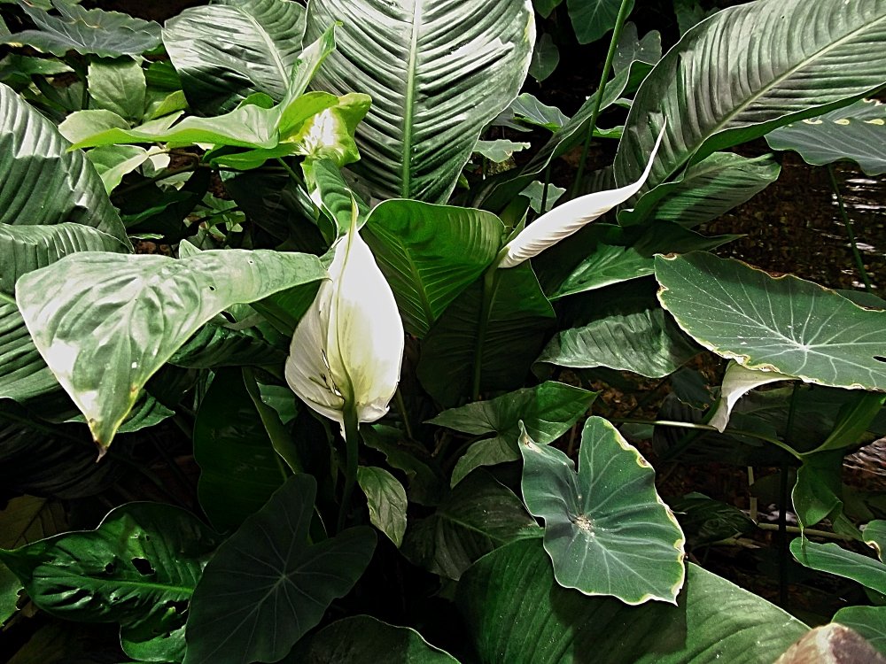 Сады и парки Скандинавии 644_Fotor.jpg