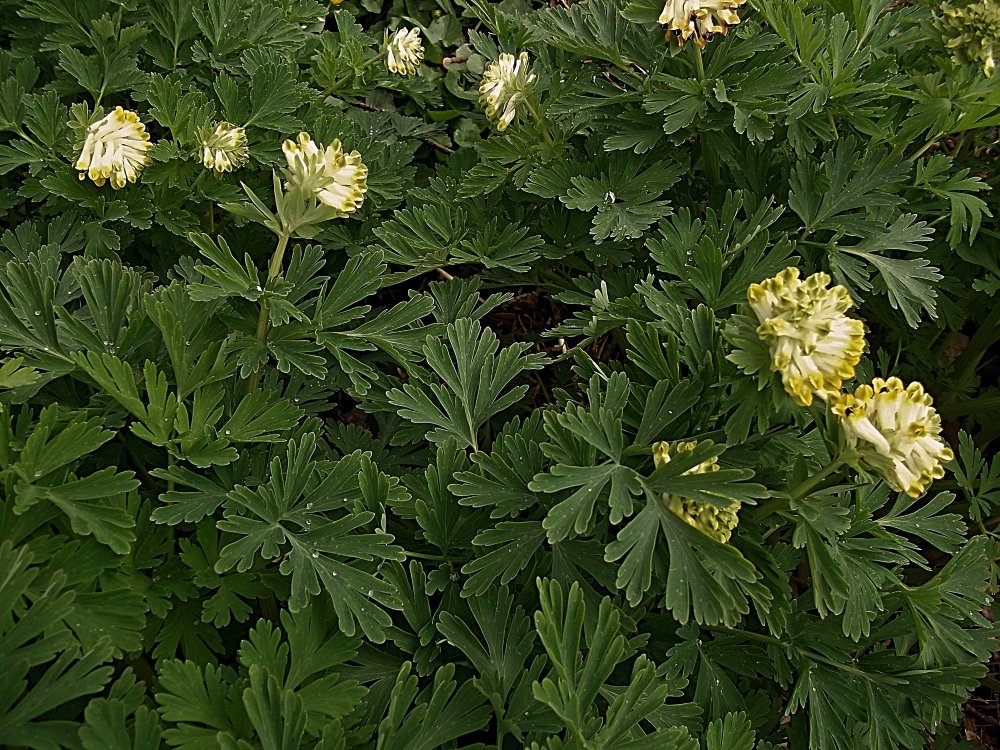 Сады и парки Скандинавии 439_Fotor.jpg