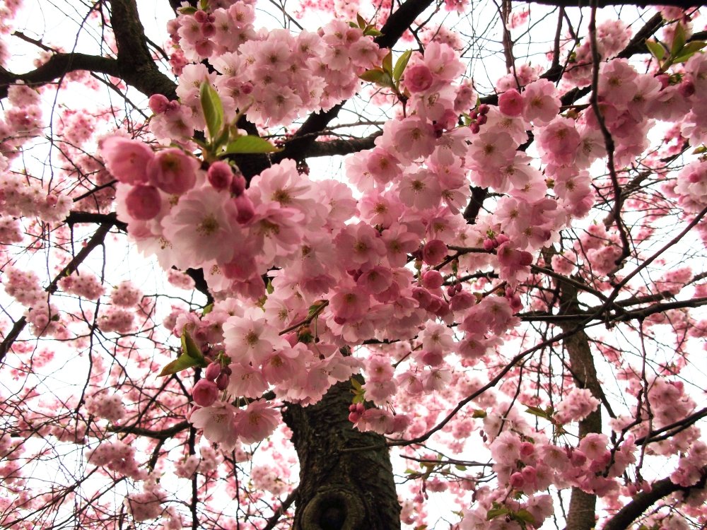 Сады и парки Скандинавии 368_Fotor.jpg