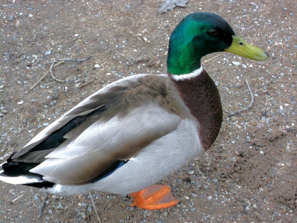 Сады и парки Скандинавии 466_Fotor.jpg