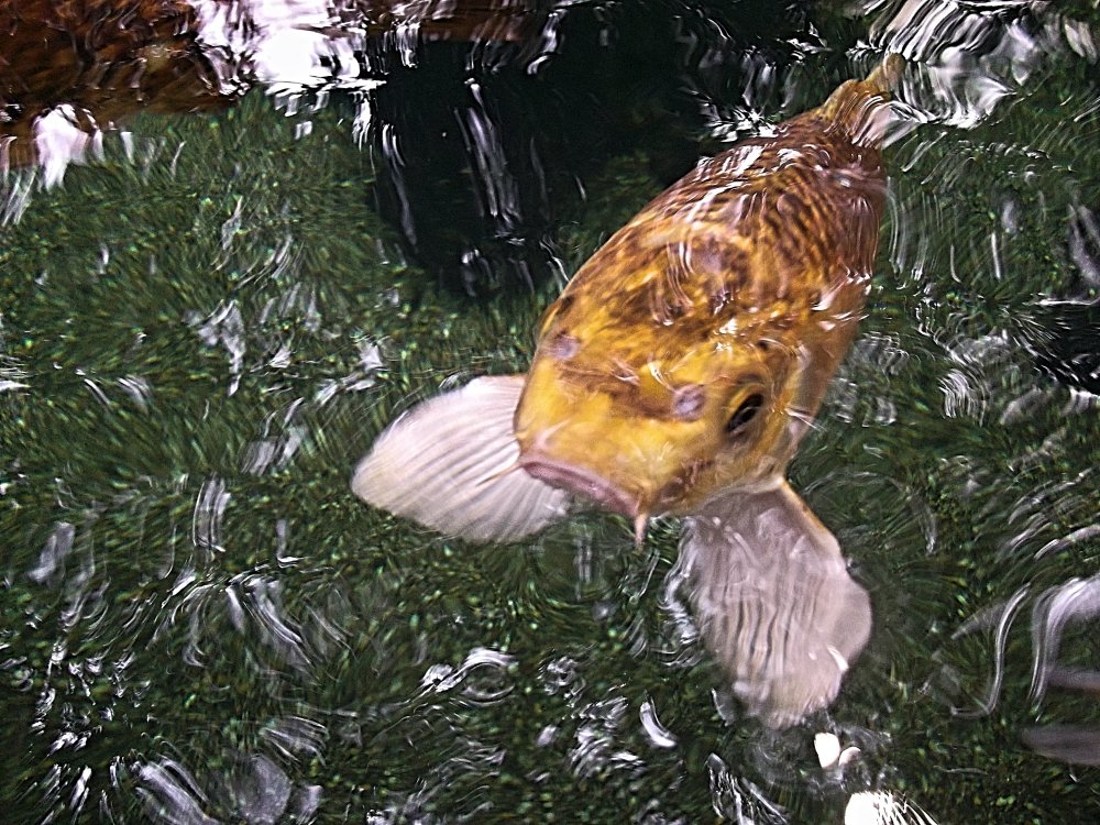 Сады и парки Скандинавии 490_Fotor.jpg