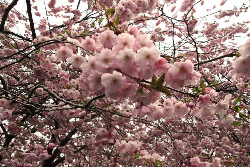 Сады и парки Скандинавии 348_Fotor.jpg