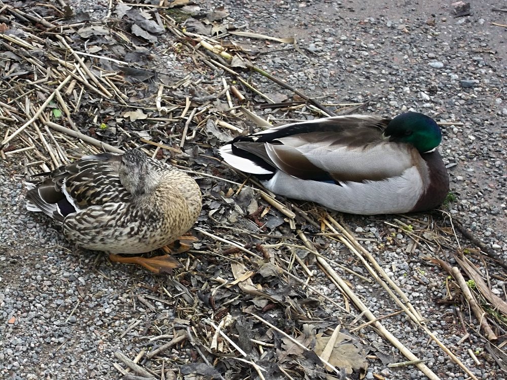 Сады и парки Скандинавии 448_Fotor.jpg