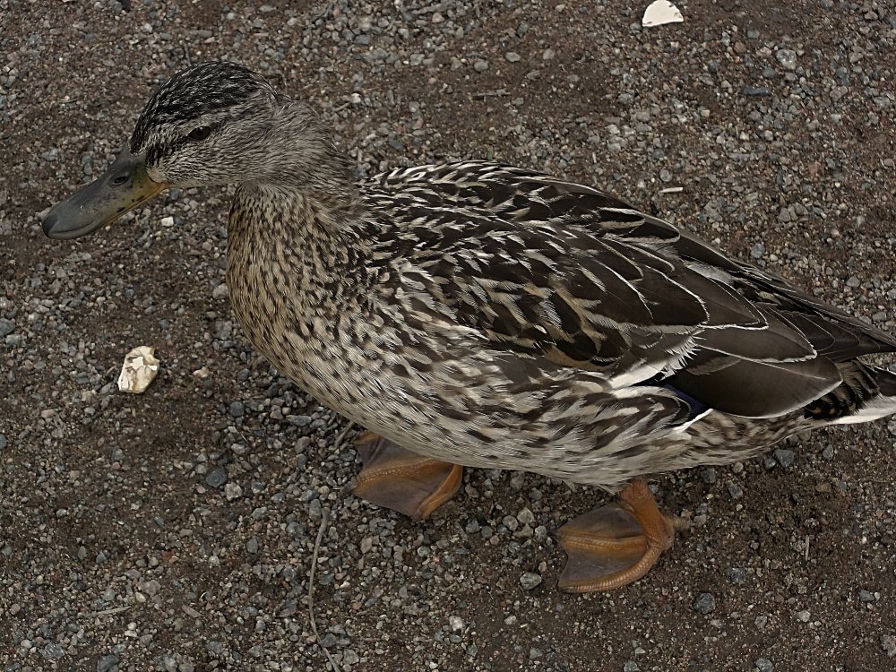 Сады и парки Скандинавии 465_Fotor.jpg