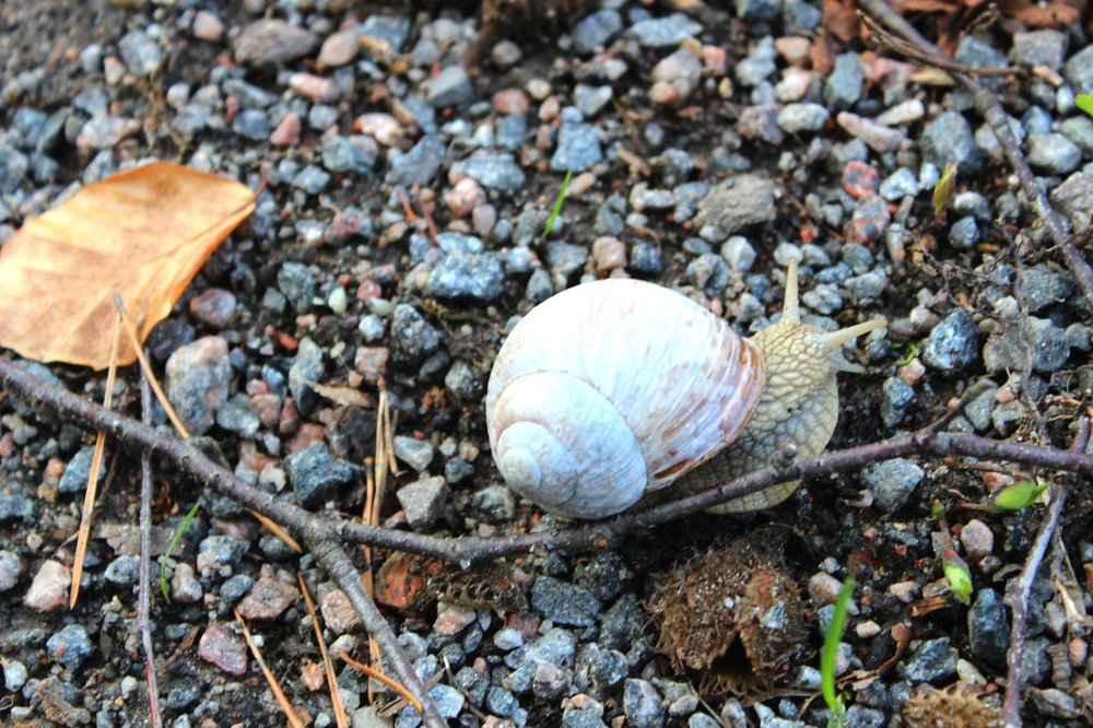 IMG_2448-улитка.JPG
