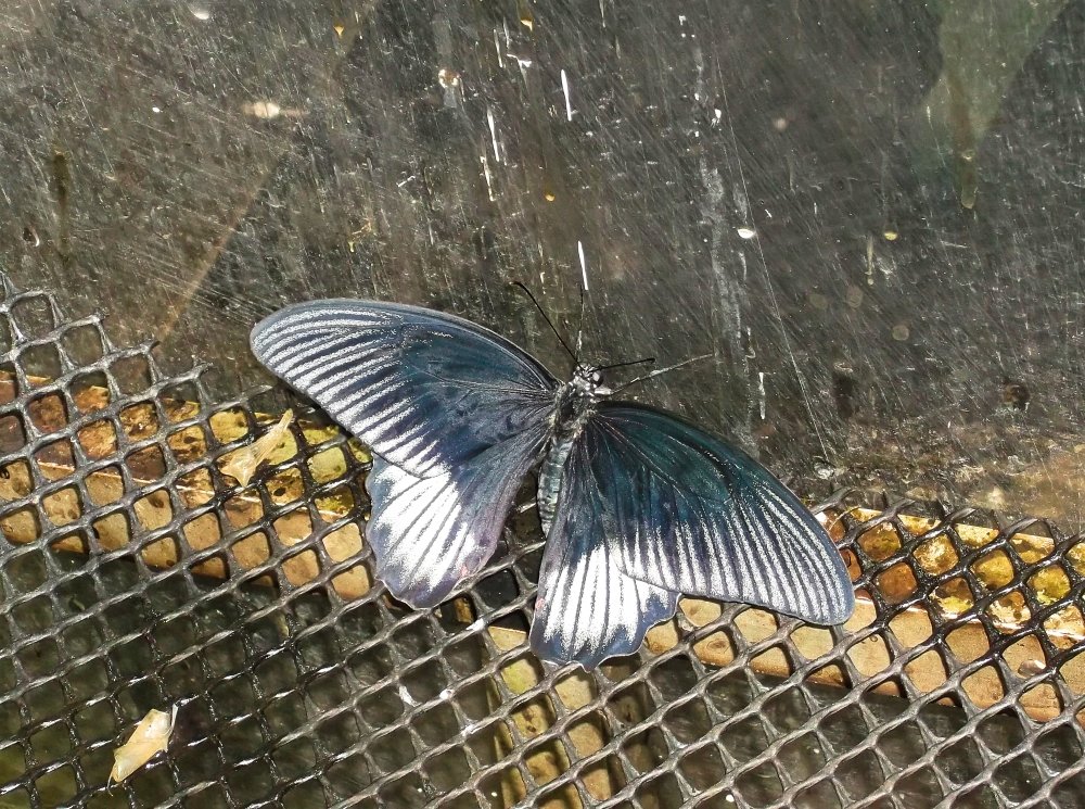 Сады и парки Скандинавии 654_Fotor.jpg